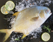黃金鯧魚