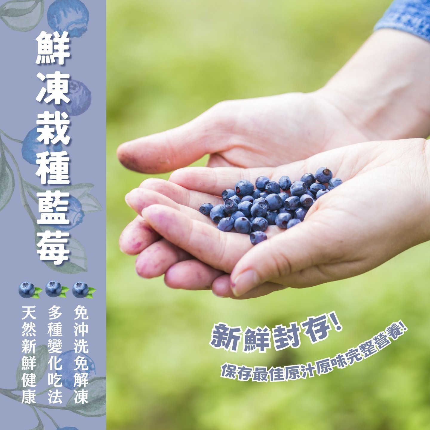 鮮凍栽種藍莓