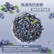 鮮凍栽種藍莓