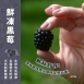 鮮凍黑莓