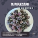 鮮凍黑莓