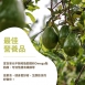鮮凍酪梨塊