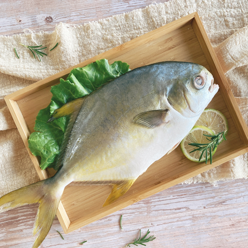 黃金鯧魚