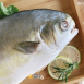 黃金鯧魚